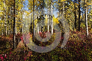 Autumn Floodplain Forest - Stems and Foliage