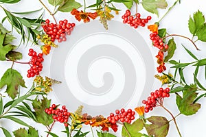 Autumn floral composition. Frame made of viburnum berries isolated on white background. Autumn fall natural plants ecology fresh