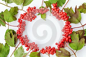 Autumn floral composition. Frame made of viburnum berries isolated on white background. Autumn fall natural plants ecology fresh