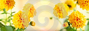 Autumn floral composition made of fresh yellow dahlia on light pastel background. Festive flower concept with copy space