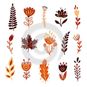 Autumn floral elements, flowers, leaves in doodle style.