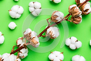 Autumn Floral Flat lay background composition. Dried white fluffy cotton flower branch top view on colored table with