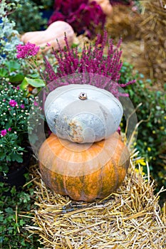 Autumn flower composition with orange and blue pumpkins. Fall decoration for thanksgiving. Two squash on the straw.