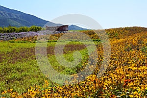 Autumn flower field, Beijing