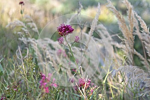 Autumn flower with grass on autumn meadow