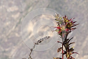 Autumn flower plant on blurred stone background with bokeh and copy space