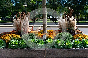 Autumn Flower and Plant Display in a Planter along Michigan Avenue in South Loop Chicago