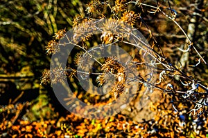 Autumn flower before the winter comes with the sunlights