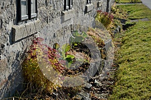 Autumn flowerbed with perennials at the cottage. style grandmother`s garden english type. lawn, stone wall, wood paneling, windows