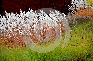 Autumn flowerbed with perennials and grasses a square with black stone cobblestone tiles, granite curbs autumn purple white