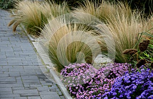 Autumn flowerbed with perennials and grasses in a square with black stone cobblestone tiles, granite curbs autumn purple white and