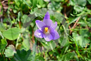 Violet and orange flower close-up on green leaves background. Crocus Nudiflorus Autumn flowering. photo