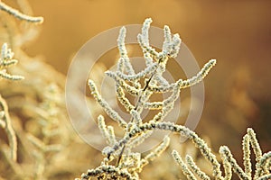 Autumn Flowering grass