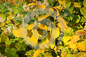 Autumn flowering shrubs in autumn period