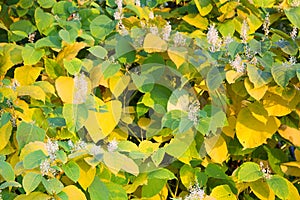 Autumn flowering shrubs in autumn period