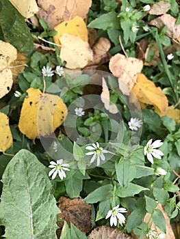 Autumn flowering. Small flowers of white color grow among fallen autumn leaves.