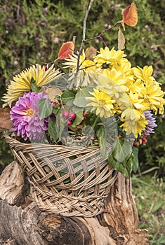 Autumn flowers