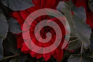 Autumn flowers background. Red georgina close up, dahlia flower background. Fall aesthetic