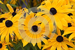 Autumn flowers blooming in the garden.