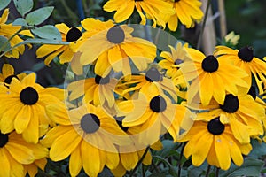 Autumn flowers blooming in the garden.