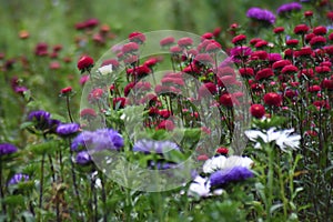 Autumn flowers blooming in the garden.