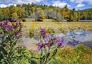 Autumn flowers blooming by the lake