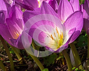 Autumn flowers, blooming pink Colchicum, Colchicum, outdoor village garden