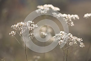 Autumn flowers blurred background closeup. Autumn forest nature