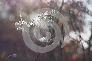 Autumn flowers blurred background closeup. Autumn forest nature