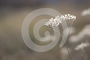 Autumn flowers blurred background closeup. Autumn forest nature. Minimalism concept