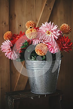 Autumn flowers bouquet. Beautiful pink and red dahlias and asters flowers in metal bucket on rustic wooden background. Fresh