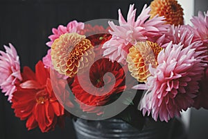 Autumn flowers bouquet. Beautiful pink, red, orange dahlias and asters flowers in metal bucket on on dark background. Autumn