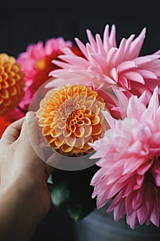 Autumn flowers bouquet. Hand holding beautiful orange dahlia in metal bucket with pink flowers on dark background. Autumn season