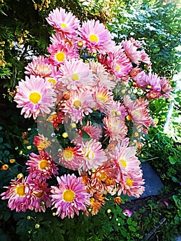 Autumn flowers bush asters pink