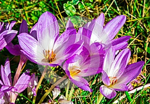 Autumn flowers Colchicum