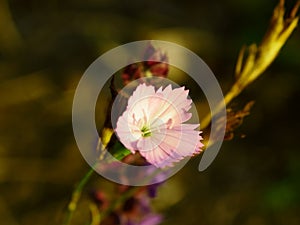 Autumn flowers in the forest