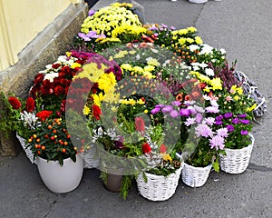 Autumn flowers in front of a shop