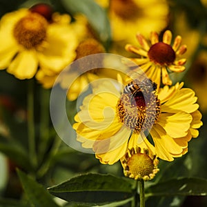 Autumn flowers in a garden