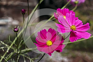 Autumn flowers in a garden