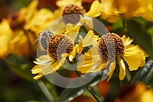 Autumn flowers in a garden