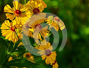 Autumn flowers