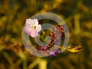 Autumn flowers in october forest