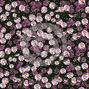 Autumn Flowers Pattern