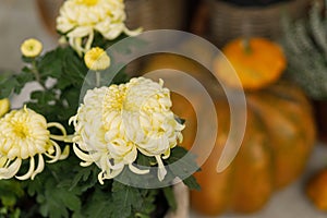 Autumn flowers, pumpkins, pots with chrysanthemums and heather close up at wooden front door. Stylish autumnal decor of farmhouse