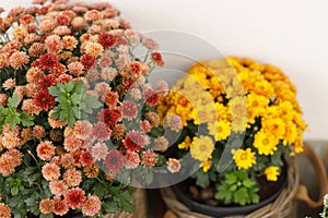 Autumn flowers, pumpkins, pots with chrysanthemums and heather close up at wooden front door. Stylish autumnal decor of farmhouse