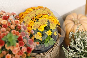 Autumn flowers, pumpkins, pots with chrysanthemums and heather close up at wooden front door. Stylish autumnal decor of farmhouse