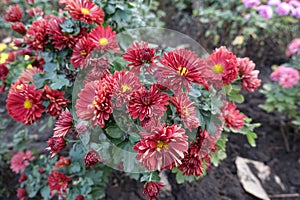 Autumn flowers - red and yellow semidouble Chrysanthemums photo