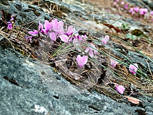 Autumn flowers among the rocks of the canyon Goynuk