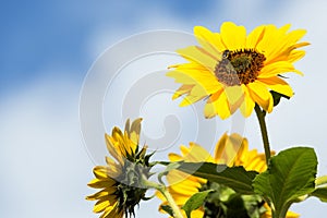 Autumn flowers sunflower