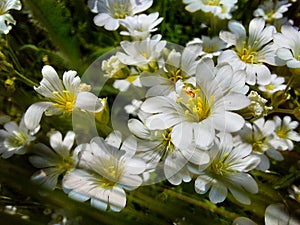 autumn flowers in ukraine